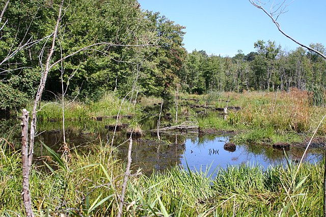 forestry3