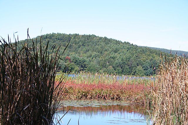 forestry5