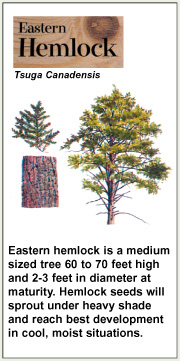 hemlock