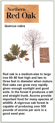 oak