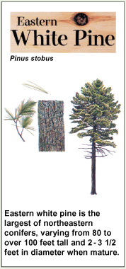 pine